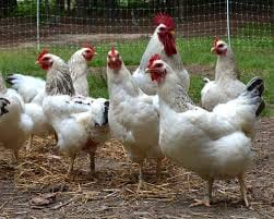 Chickens
