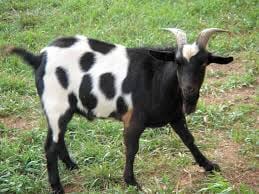 Goats