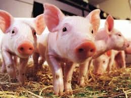 Pigs2