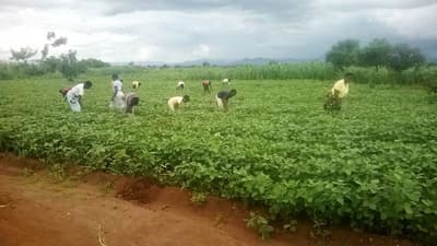 Farming